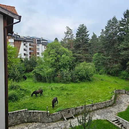 In Out Kosara Bansko