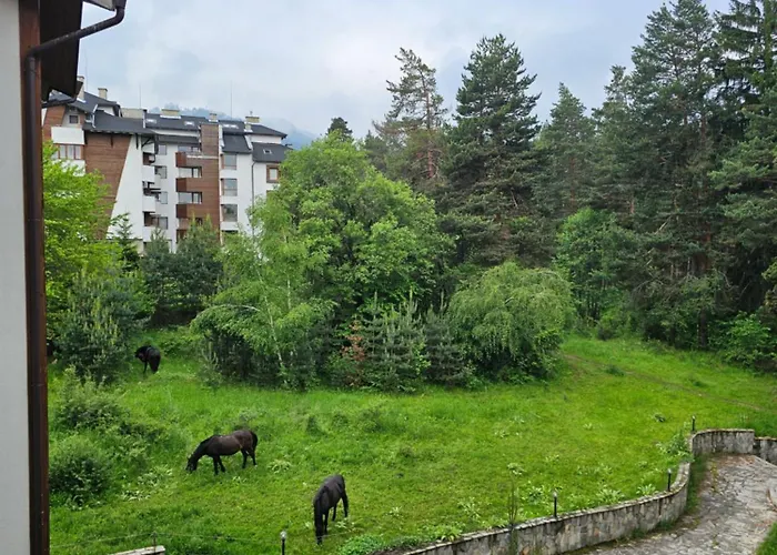 In Out Kosara Bansko